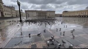 La identidad de las palomas de la Plaza de Bolívar en Bogotá
