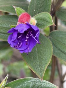 Las alas del cuervo. Nos haces falta María Mercedes Carranza. A propósito del Nobel Fálico